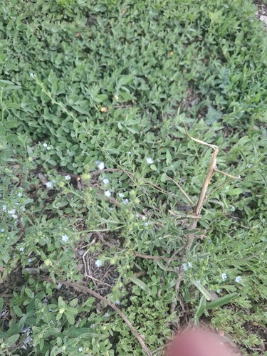 two-rowed stickseed