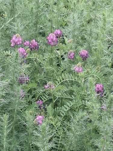 Astragalus davuricus