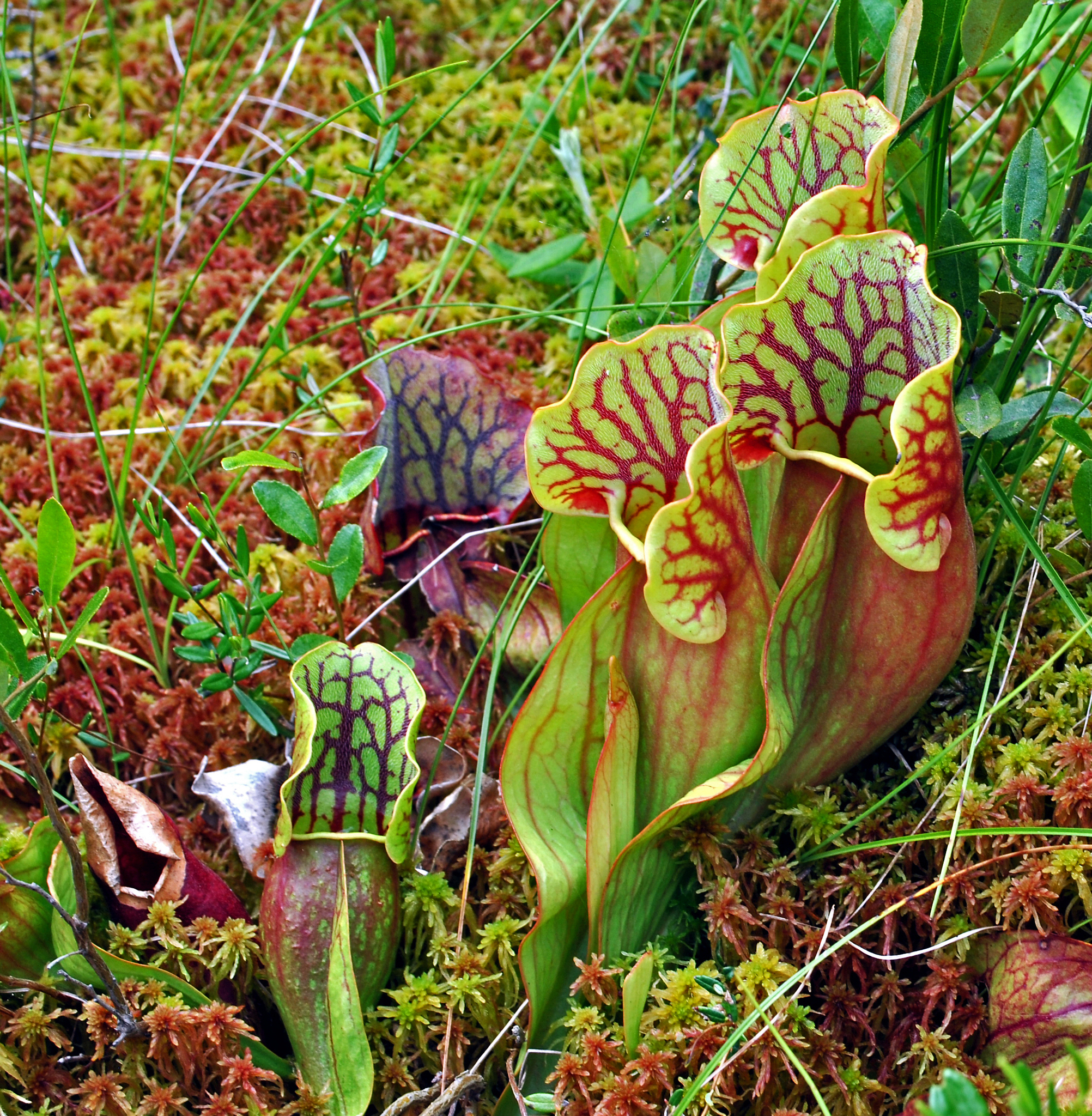 Sarracenia purpurea ssp. purpurea