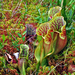Northern Purple Pitcher Plant - Photo (c) Aaron Carlson, some rights reserved (CC BY), uploaded by Aaron Carlson