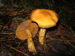 Aureonarius limonius