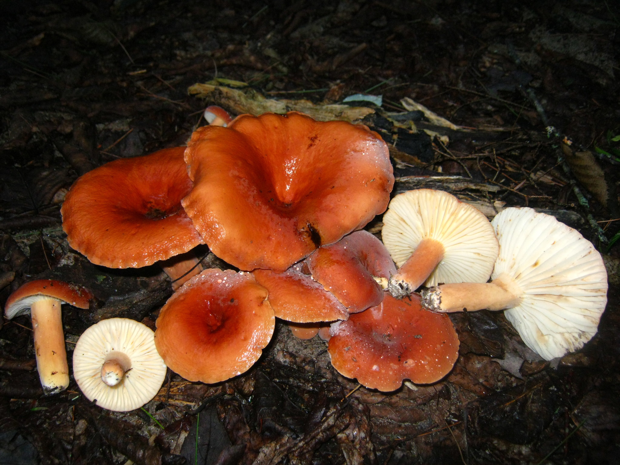 Lactifluus hygrophoroides image