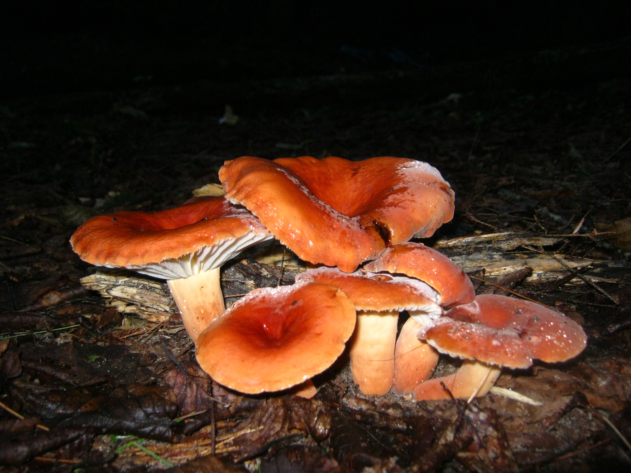 Lactifluus hygrophoroides image