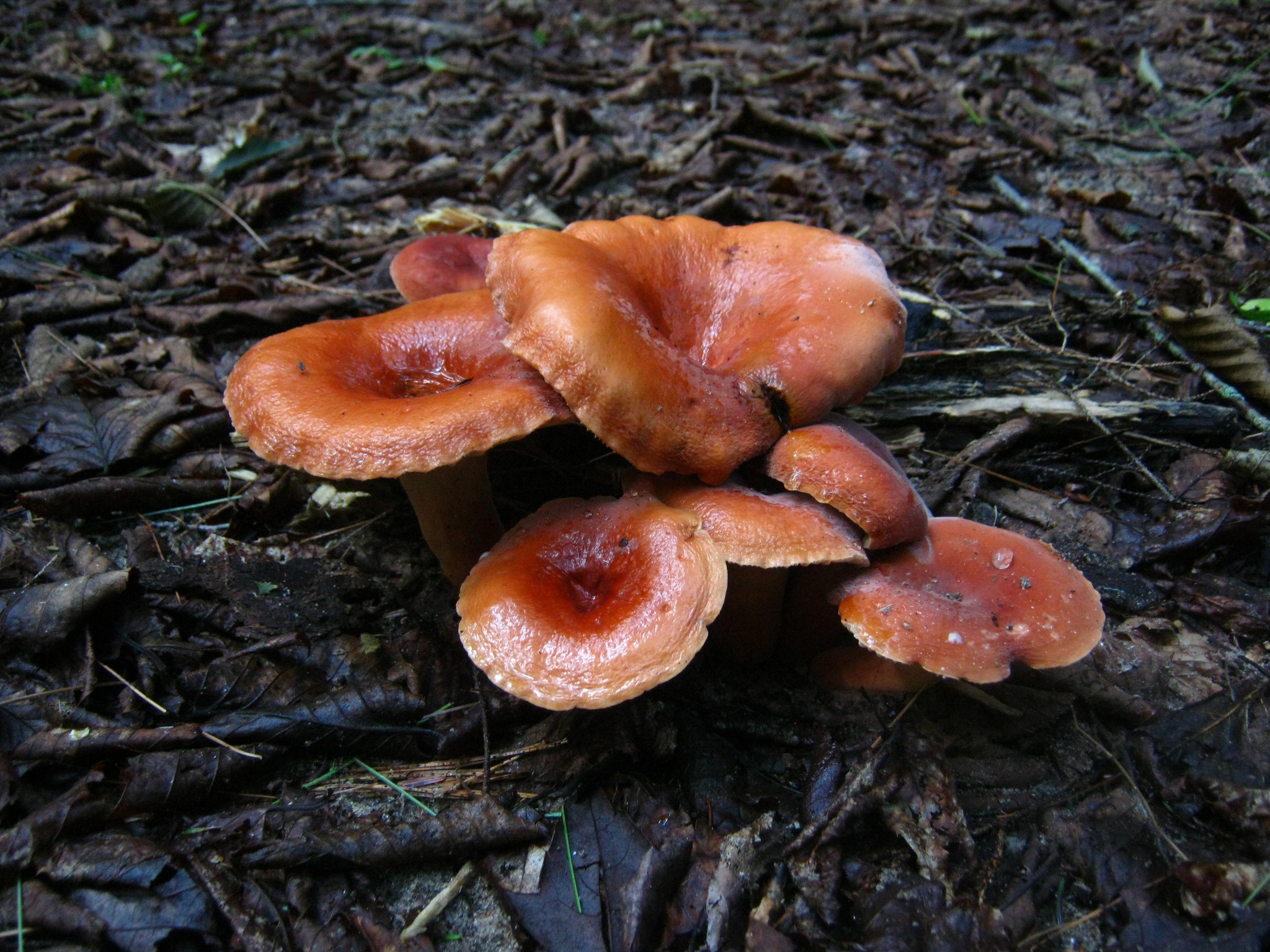 Lactifluus hygrophoroides image