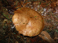 Suillus acidus