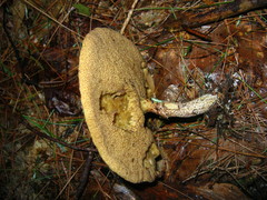 Suillus acidus