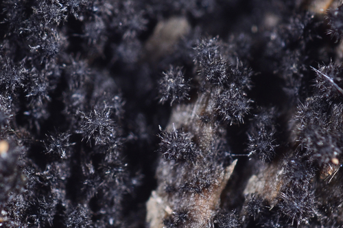 Lasiosphaeris hirsuta