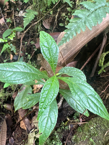 Neurolaena lobata observed 2026-07-28