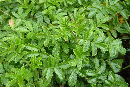 Acaena pallida, photograph 1