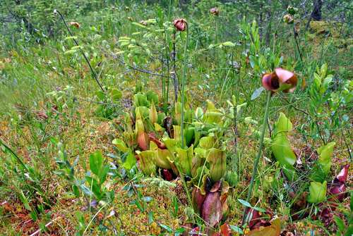 Sarracenia purpurea