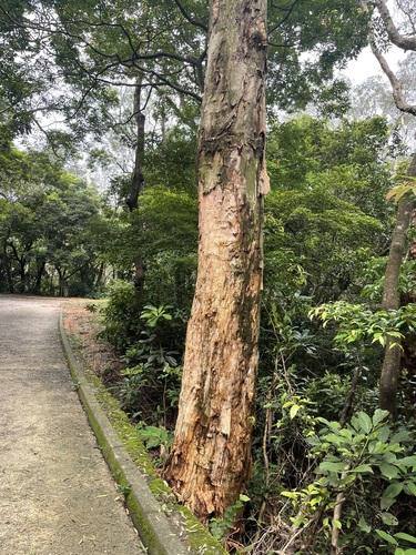 Melaleuca cajuputi observed 2026-07-19