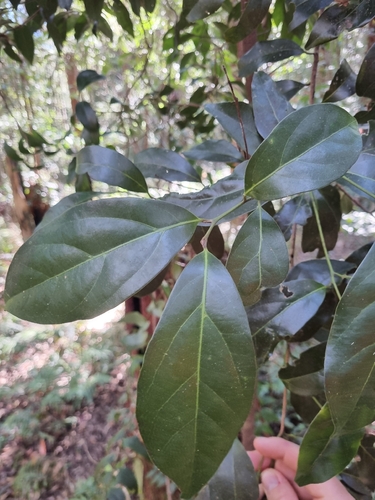 Domatia Tree