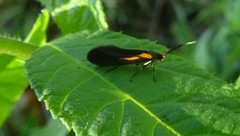 Mathildana newmanella