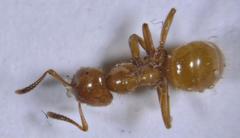 Lasius claviger