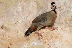 Alectoris melanocephala
