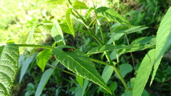 Mathildana newmanella