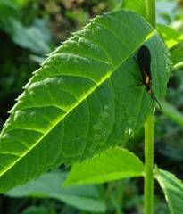 Mathildana newmanella