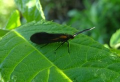 Mathildana newmanella