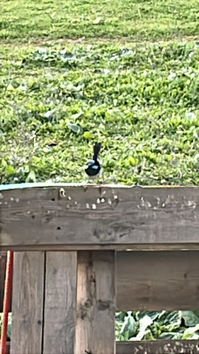 Superb Fairywren