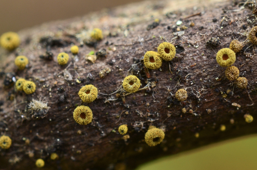Neodasyscypha cerina