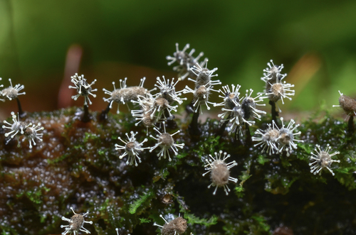 Polycephalomyces tomentosus