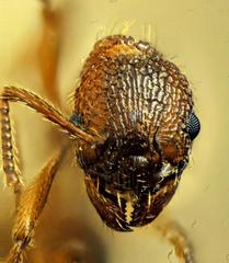 Myrmica americana