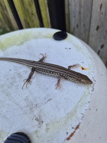 Robust Ctenotus