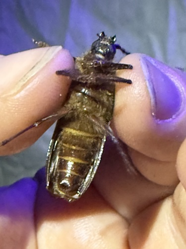 iNaturalist observation photo of Hairy Pine Borer