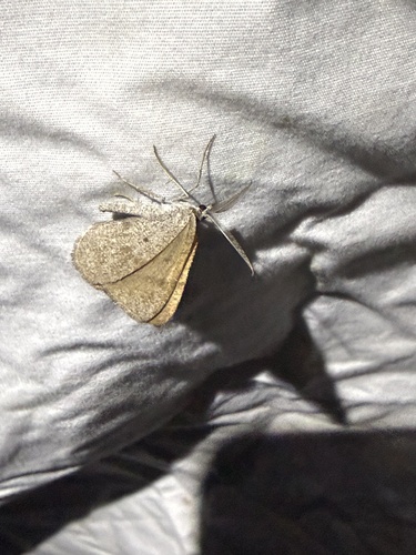 iNaturalist observation photo of Bordered Fawn Moth