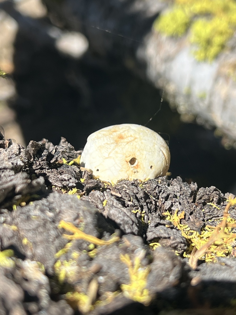 Veiled Polypore · July 2026 · photo: Photo: (c) jjgettinger6, some rights reserved (CC BY) · iNaturalist