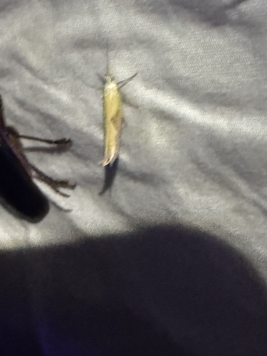 iNaturalist observation photo of Canary Ypsolopha Moth