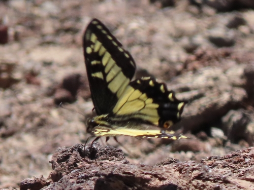 iNaturalist observation photo of Anise Swallowtail