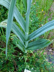 Allium ampeloprasum