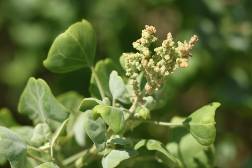Chenopodium oahuense, photograph 4