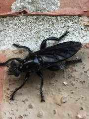 Andrenosomatini