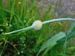 Allium ampeloprasum