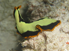 Pseudoceros dimidiatus