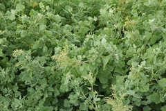 Chenopodium oahuense, photograph author not stated, no rights reserved