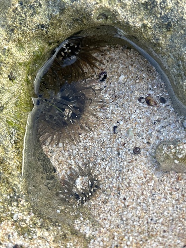 Anthopleura nigrescens observed 2026-07-28