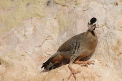 Alectoris melanocephala