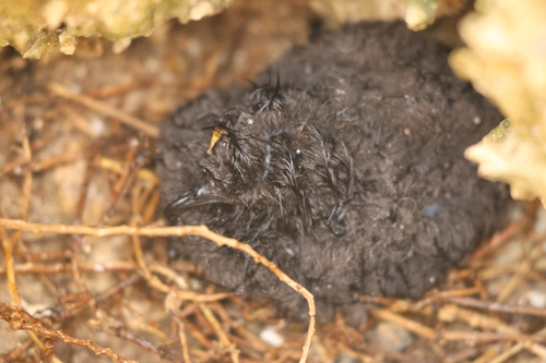 Bulweria bulwerii, 2026-07-28