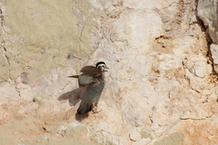 Alectoris melanocephala