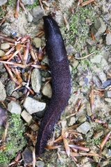 Limax cinereoniger