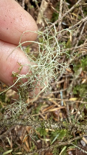 Ramalina roesleri observed 2026-07-28