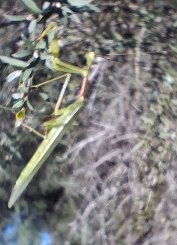 South African Mantis