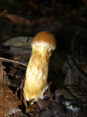 Aureonarius limonius