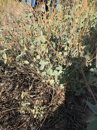 Yellow Indian Mallow