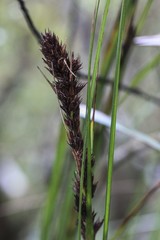 Gahnia tristis