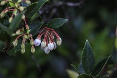 Vaccinium wrightii