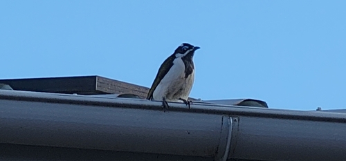 Blue-faced Honeyeater
